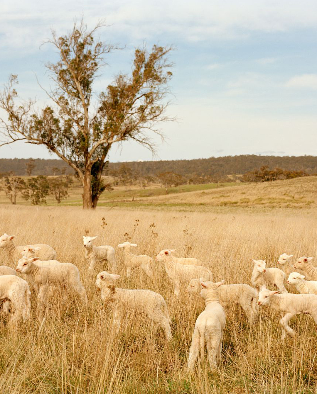 sheep-1080×1344-1